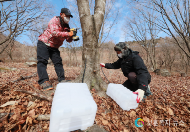 함양군, 봄 내음 가득한 고로쇠 채취