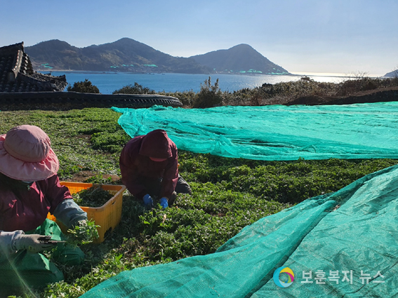 삼산면 거문도 청정지역에서 해풍을 맞고 자란 햇생쑥을 농가에서 수확하고 있다.