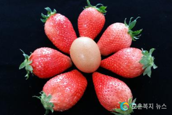 옹진군 명품 딸기