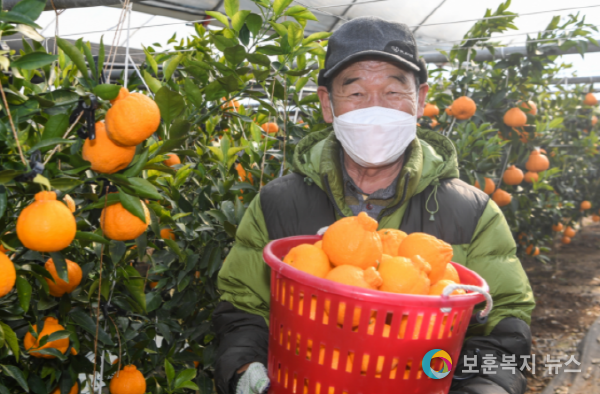 영주시, Smart하게 키우는 영주 ‘한라봉’