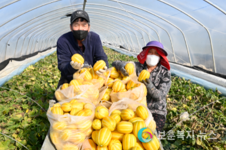 달성군, “황후의 과실”옥포참외 첫 수확