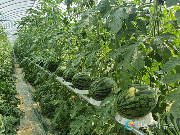중소형 수박 생력화(노동력 절감) 수직재배 기술 보급 현장