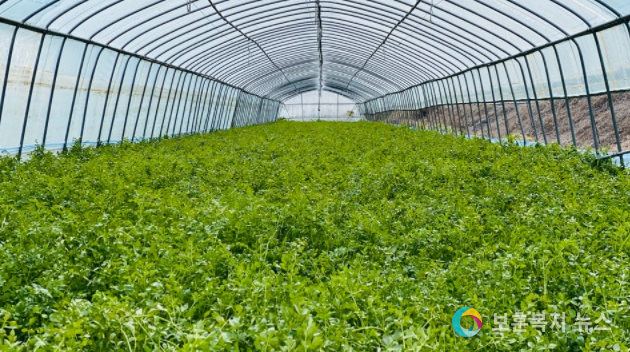 안심하고 먹을 수 있는 창녕 화왕산 미나리 본격 출하!