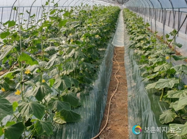 본격적으로 출하 예정인 천안 ‘하늘그린오이’