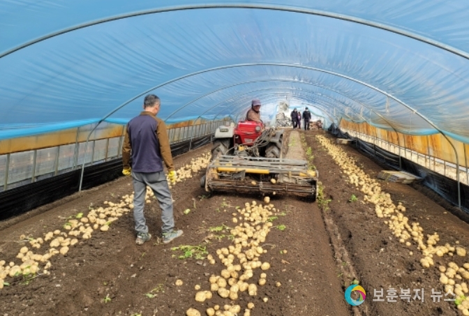 겨울철 시설하우스 ‘감자’첫 출하