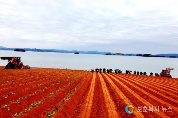 무안 고구마 밭