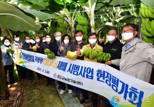 청도 속에 제주‘청도 바나나 첫 수확’