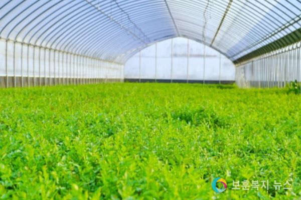 문경“향긋한 봄 미나리 맛보러 오세요”