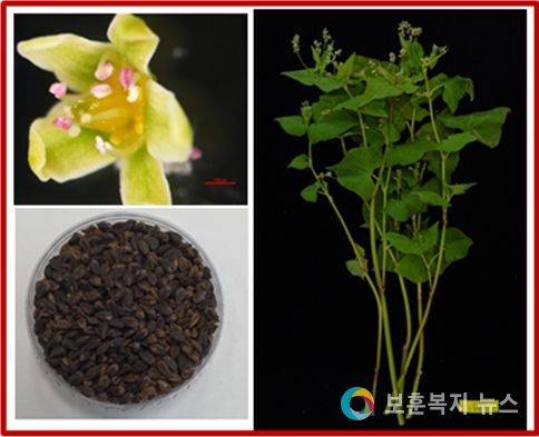 신품종 ‘황금미소’