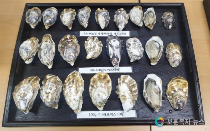 친환경개체굴공동생산