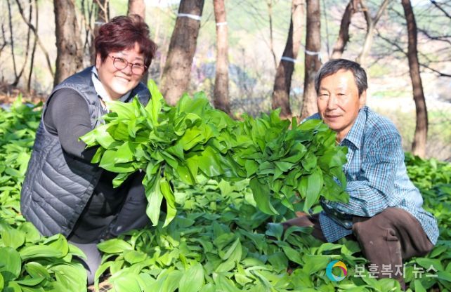 지리산 산청 산마늘 수확