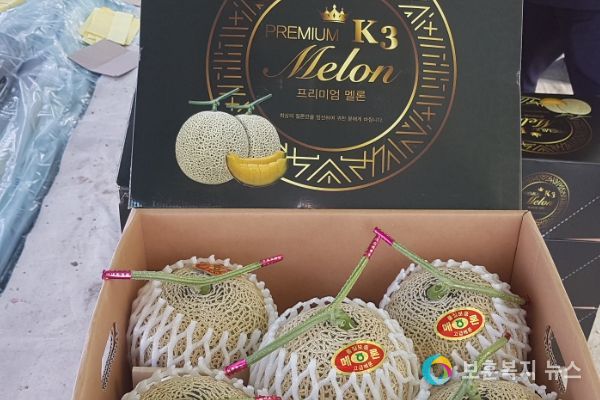 의령군 K-3 멜론 첫 출하 시작