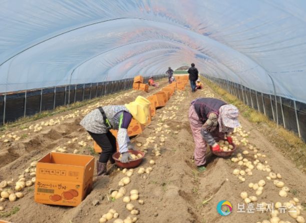 포슬포슬 개진 하우스 감자