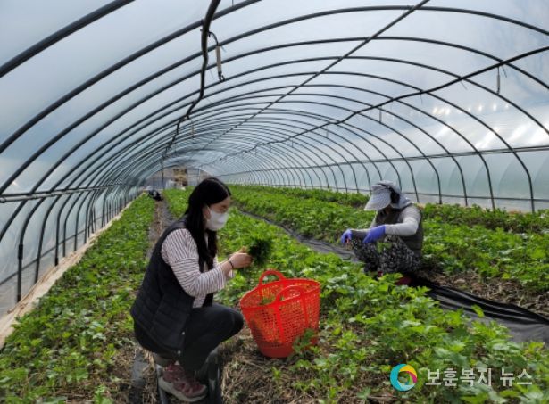 청정 영양 산나물