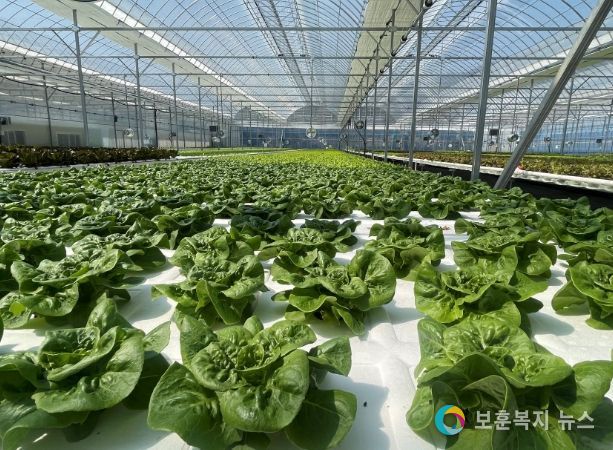 포천시 아쿠아포닉스 농업 친환경 유럽샐러드