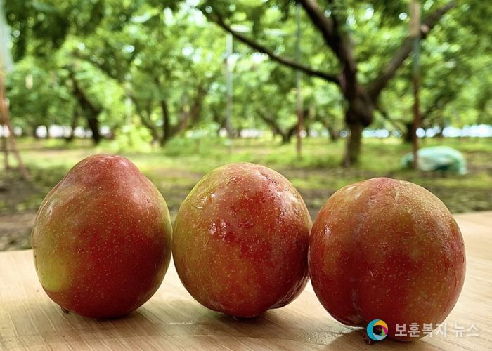 새콤달콤 명품‘김천자두’첫 수확