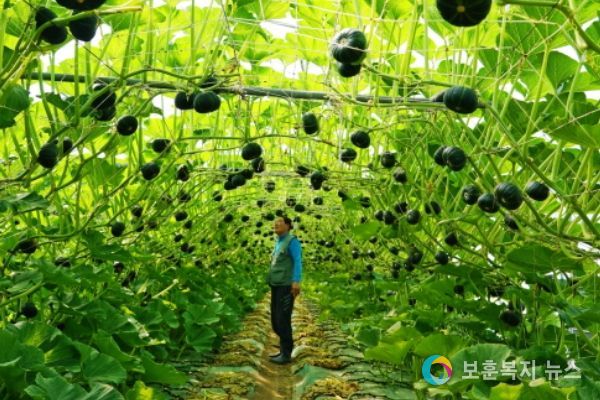 밤호박 농가