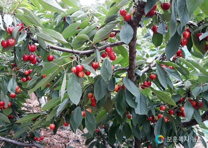맛 최고! 영양 만점! 정읍 명품 체리 ‘본격 출하’