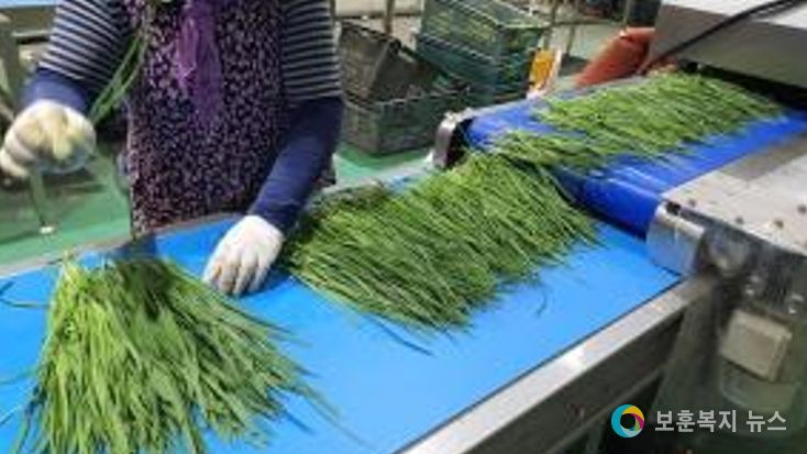 청양군, 고품질 여름부추 출하에 분주