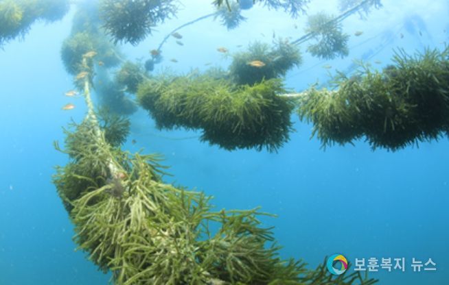 청각 인공종자 생산 통한 양성 실증연구