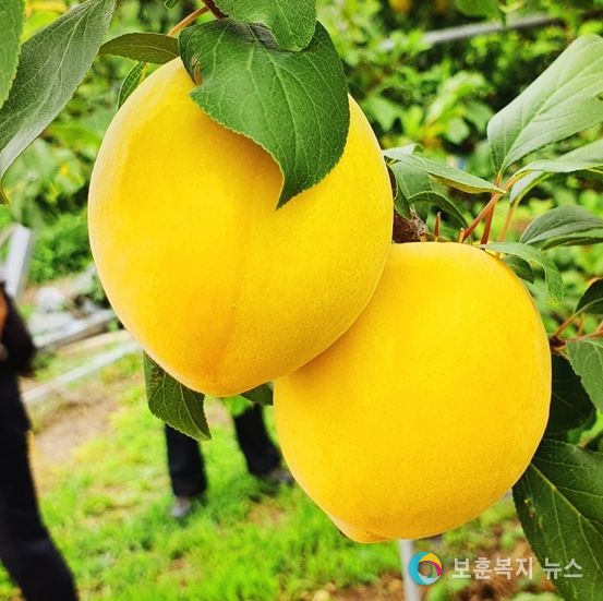 영주시, ‘영주 망고자두’ 신소득화 박차…플럼코트 육성시범 현장평가회 개최