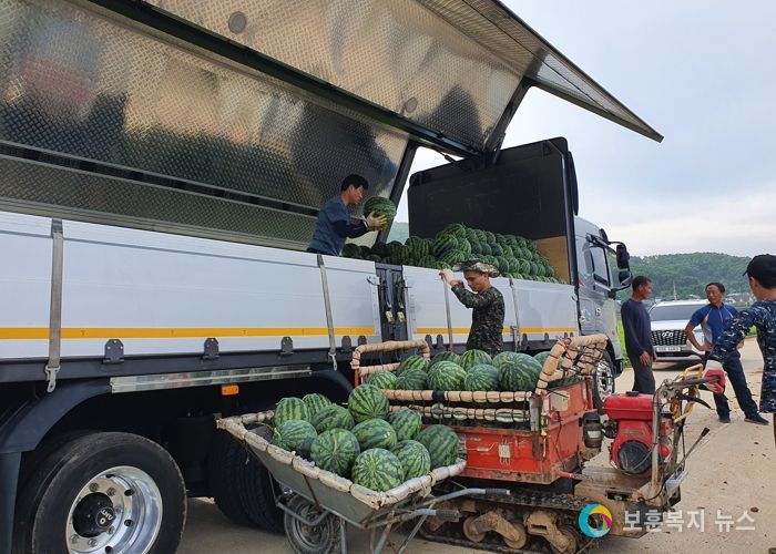 강화군, 달고 맛있는 명품 ‘강화섬수박’ 본격 출하 개시