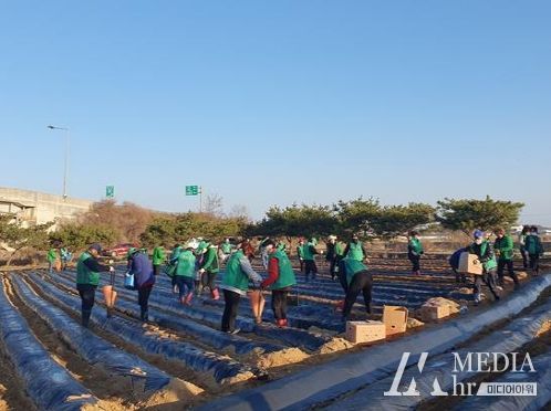 감자 심기 행사