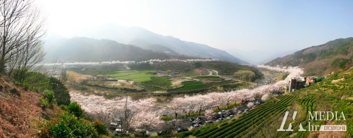 하동군, 국내 최대 규모 화개장터 벚꽃축제 4년 만에 열린다
