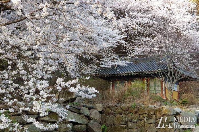합천군 청강사, 제16회 벚꽃 음악회 개최