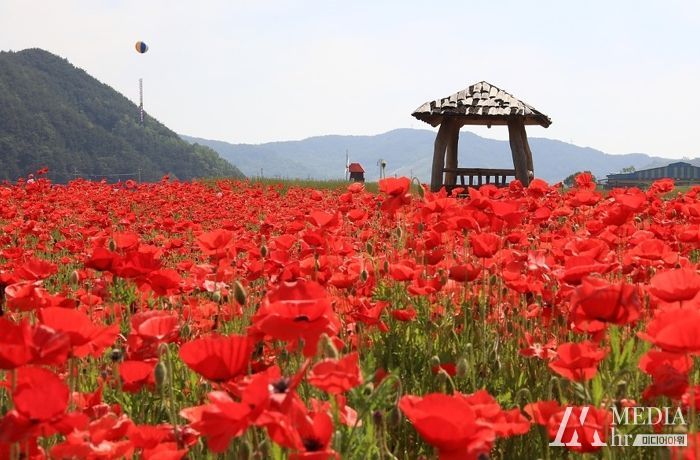 향기따라 꽃천지 하동 북천 1억 송이 꽃양귀비