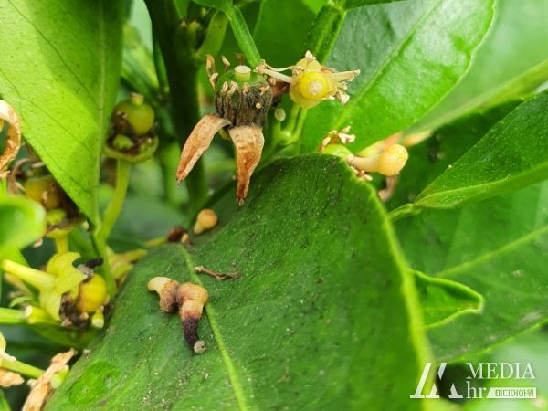 제주도 노지감귤 잿빛곰팡이병 발생 주의