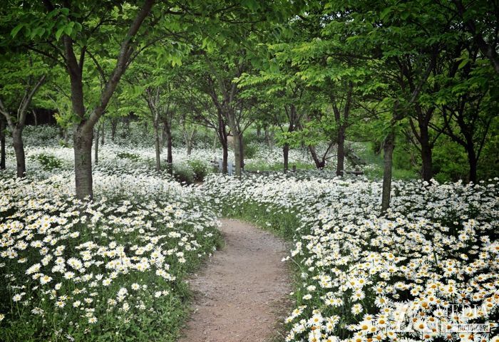 부안 변산마실길 1~2코스 샤스타데이지 활짝