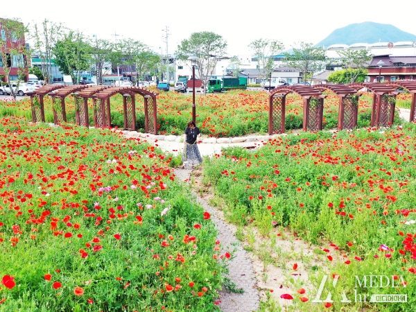 붉게 물들어 가는 청송의 봄