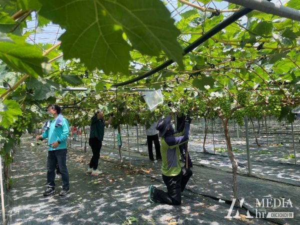 김천시 농식품유통과, 영농철 농촌 일손 돕기 나서