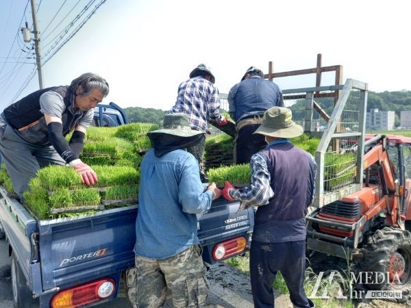 강화군, 못자리 실패 농가 예비모 지원