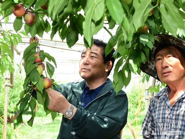 김충섭 김천시장, 지역 영농현장 찾아