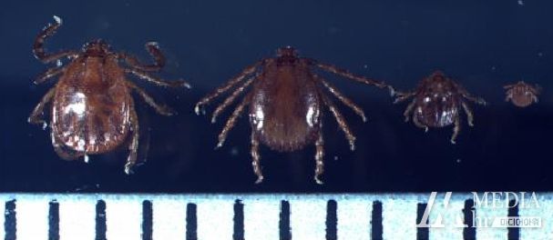 작은소피참진드기의 형태