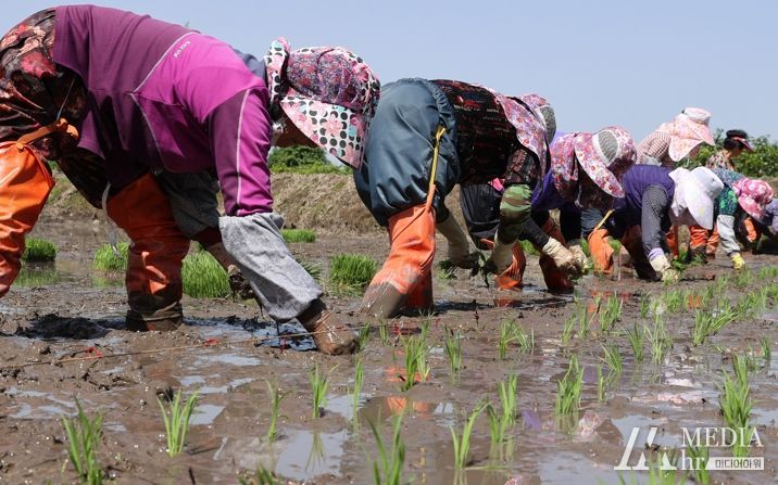 병영면 박동리에서 강진군 국가중요농업유산 보전협의체 회원들이 못줄에 맞춰 손 모내기를 하고 있다.