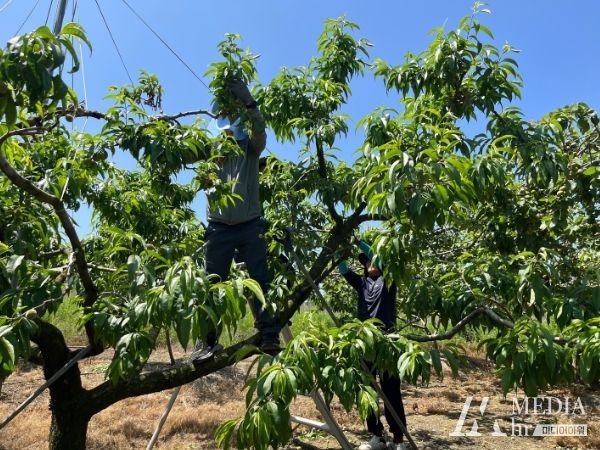 김천시 교통행정과 영농철 맞아 농촌 일손 돕기 나서