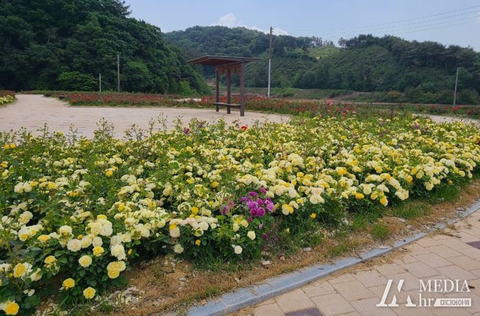 양화면 황골장미축제