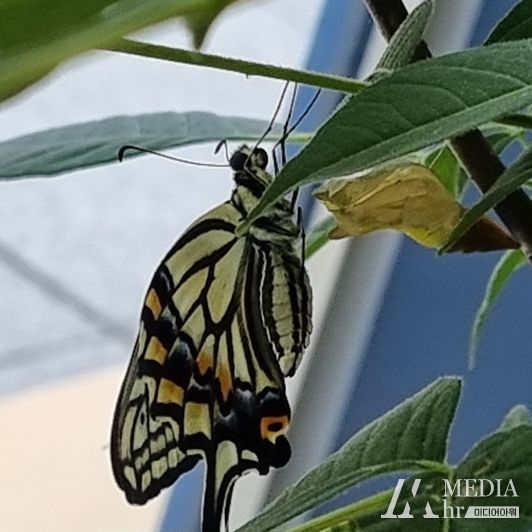고창군환경교육센터, 나비 특별전시 ‘호랑나비야 돌아와’ 개최