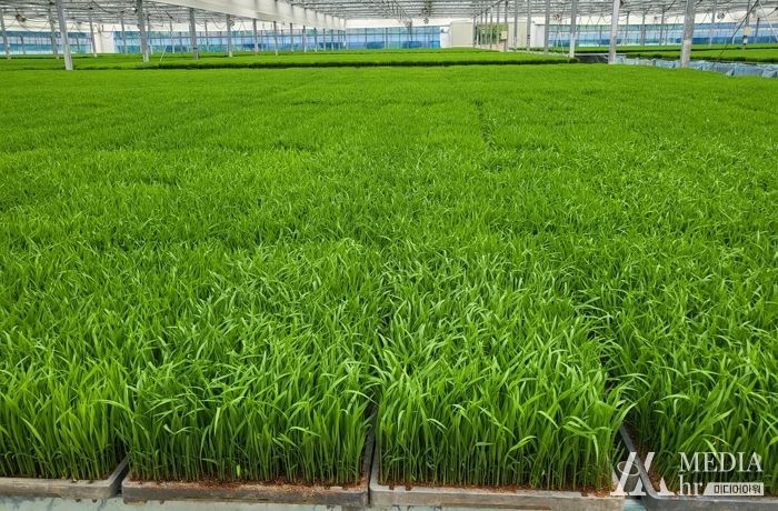 청양군, 모내기 벼 예비묘 2만 상자 생산공급