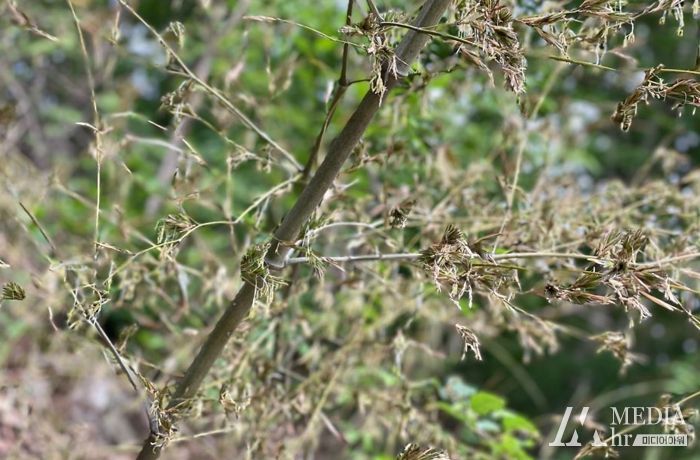 벌곡면 만목리 대나무꽃