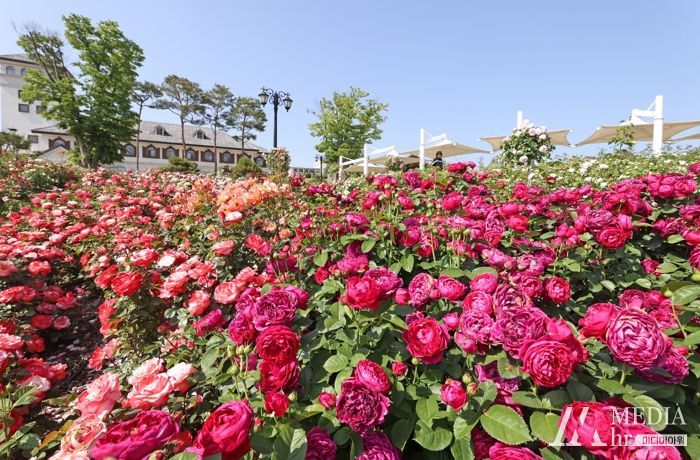 임실치즈테마파크, 사계절 장미원 개화…장미꽃 만발