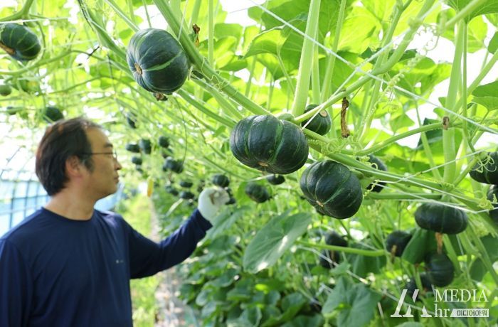 해남군 공중재배‘미니 밤호박’본격 출하