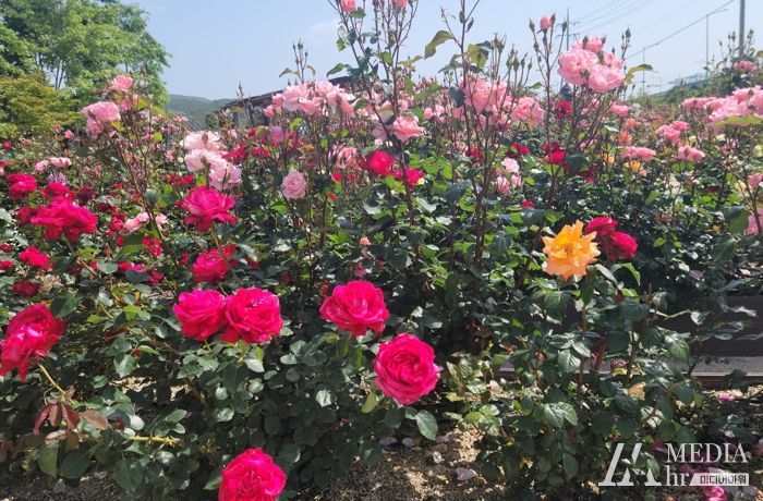고성군 과학영농실증시험포장, 장미 만발!