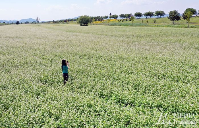 하남읍 명례생태공원에 새하얀 메밀꽃이 만개했다.