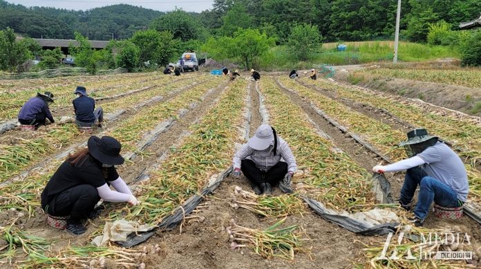 고암면, 건설교통과, 산림녹지과 공무원들이 마늘 수확작업을 하고 있다.
