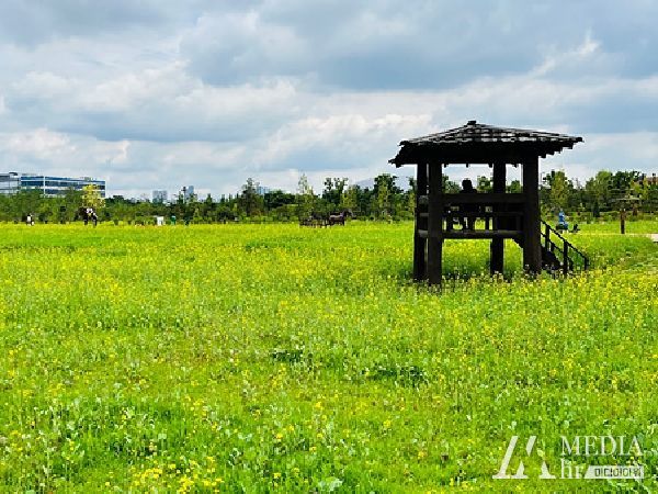 계양꽃마루, 초여름의 유채꽃밭 개화
