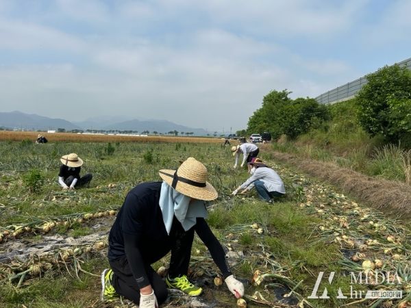 부안군 미래전략담당관 직원들, 농촌일손돕기 실시